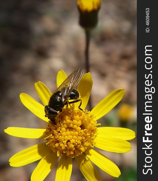 Closeup of a Fly Feeding on a Yellow Flower. Closeup of a Fly Feeding on a Yellow Flower