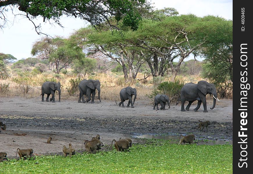 A family of african elephants on a mission for a midday roll in a mud bath with some babboons who couldn't care less. A family of african elephants on a mission for a midday roll in a mud bath with some babboons who couldn't care less