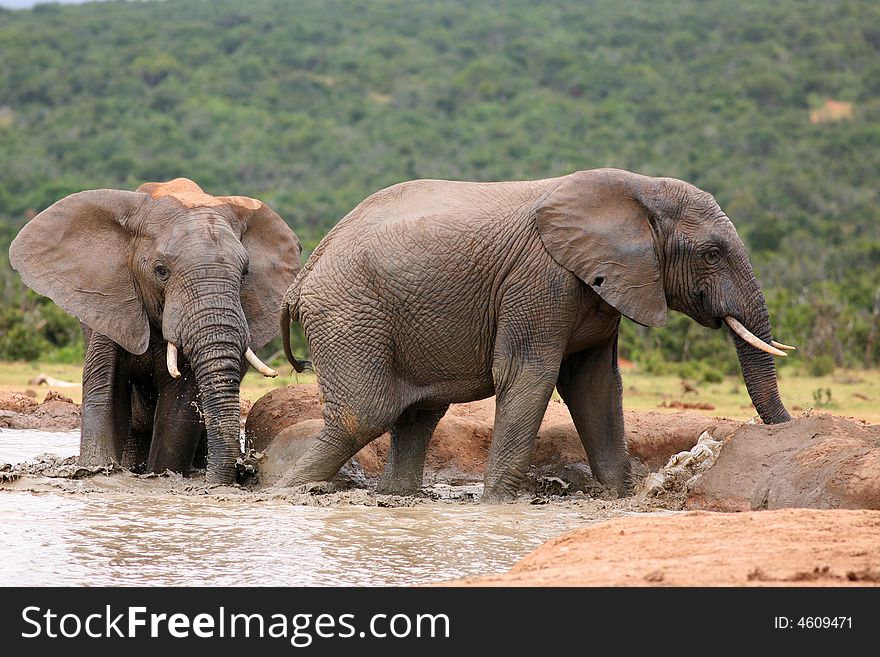 Elephants taking a mud bath. Elephants taking a mud bath