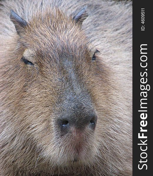 Capybara Closeup