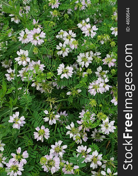 A carpet of delicate white flowers covers a dense tangle of leaves and stems. A carpet of delicate white flowers covers a dense tangle of leaves and stems.