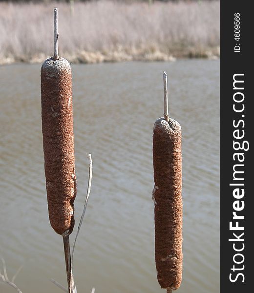 Broadleaf Cattail Flowers- Typha latifolia. Broadleaf Cattail Flowers- Typha latifolia