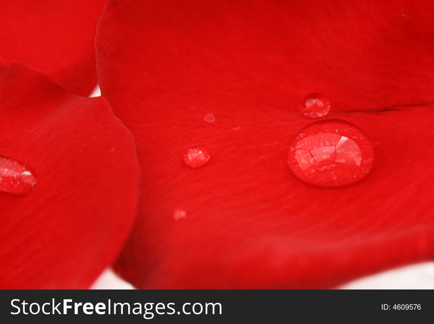 Bid and small drops on red rose petal isolated on white