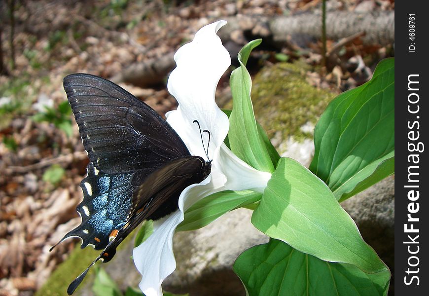 Swallowtail Butterfly feasting on a large, white flower. Swallowtail Butterfly feasting on a large, white flower
