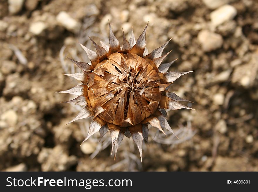 Thistle is the common name of a polyphyletic group of flowering plants characterised by leaves with sharp spines or prickles on the margins, mostly in the plant family Asteraceae. Their prickles often occur all over the plant, including on the stem and flat parts of the leaf. These are an adaptation to protect the plant against herbivorous animals, discouraging them from feeding on the plant. Thistle is the common name of a polyphyletic group of flowering plants characterised by leaves with sharp spines or prickles on the margins, mostly in the plant family Asteraceae. Their prickles often occur all over the plant, including on the stem and flat parts of the leaf. These are an adaptation to protect the plant against herbivorous animals, discouraging them from feeding on the plant.