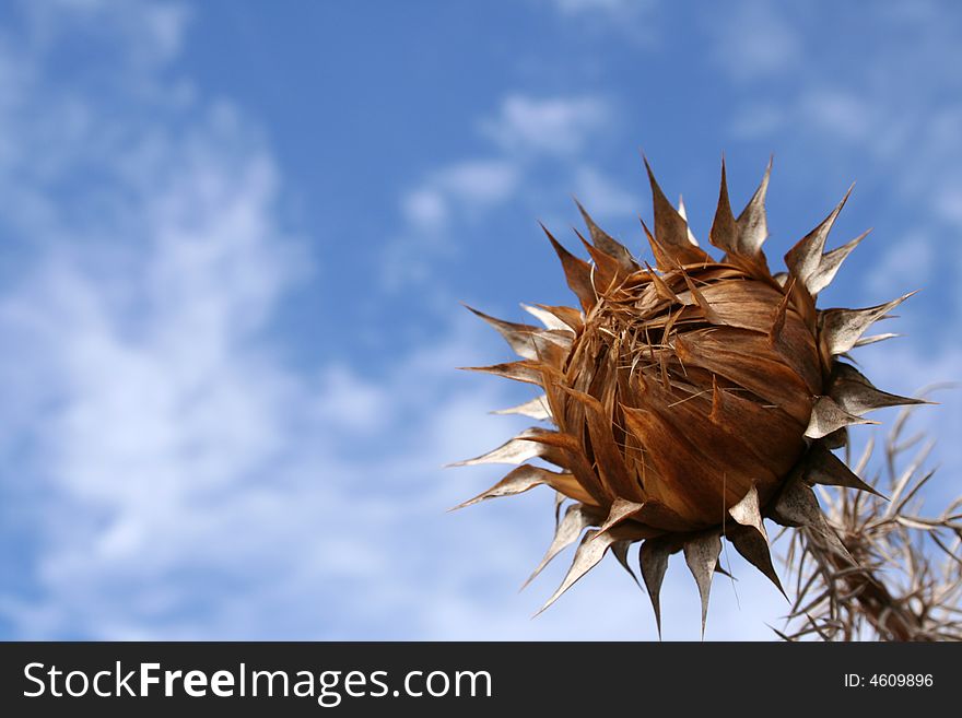 Thistle is the common name of a polyphyletic group of flowering plants characterised by leaves with sharp spines or prickles on the margins, mostly in the plant family Asteraceae. Their prickles often occur all over the plant, including on the stem and flat parts of the leaf. These are an adaptation to protect the plant against herbivorous animals, discouraging them from feeding on the plant.