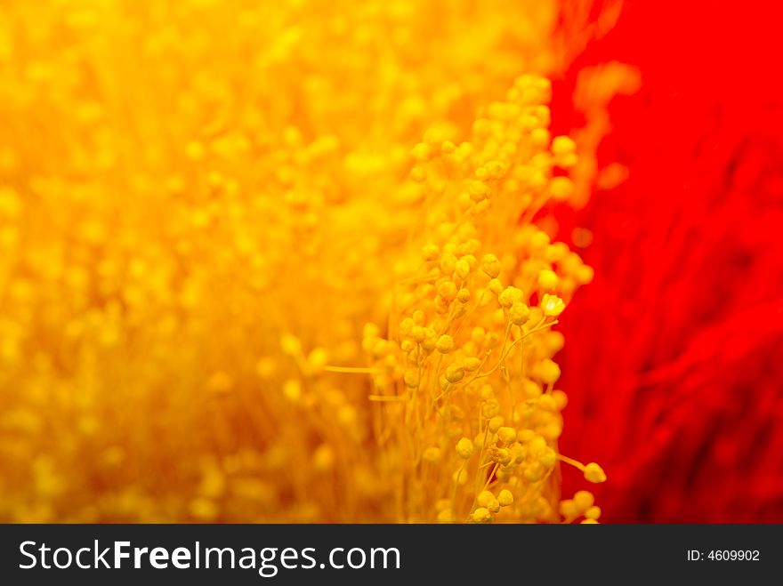 Background of amber and orange blossom. Background of amber and orange blossom