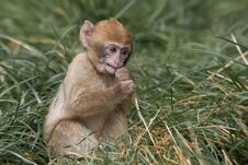 Baby Barbary Macaque Royalty Free Stock Photo
