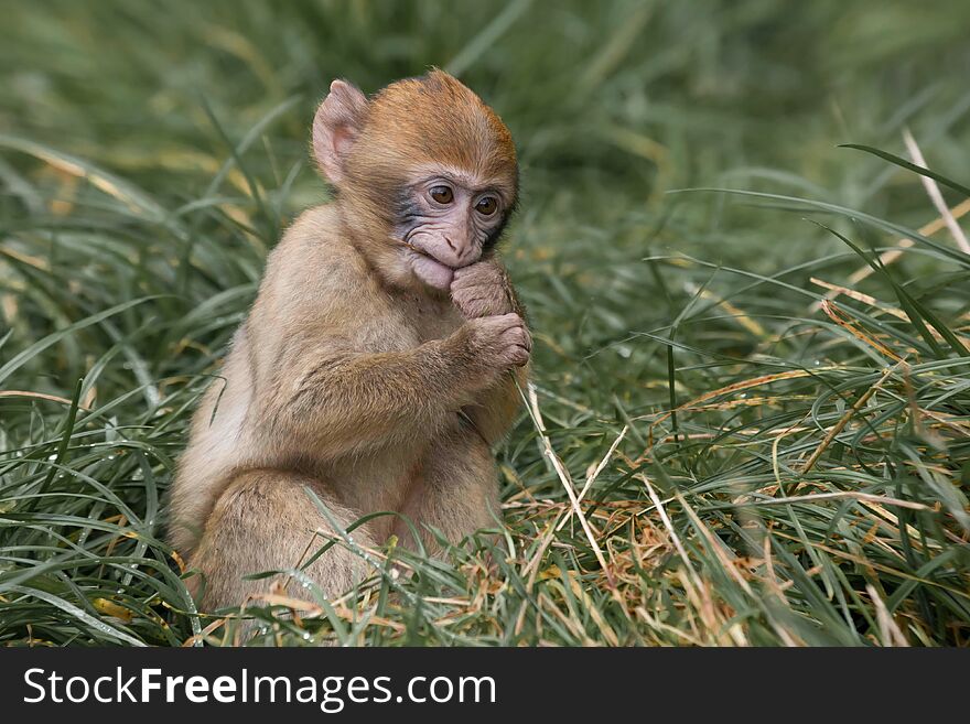 The Barbary macaque, Barbary ape, or magot is a species of macaque. This detailed photograph shows a six week old baby chewing on grass. The Barbary macaque, Barbary ape, or magot is a species of macaque. This detailed photograph shows a six week old baby chewing on grass