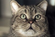 Eyes Of The Cat .... Royalty Free Stock Photo