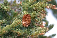 Pine Cone Stock Photography Pine Cone Stock Photography