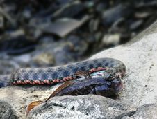 Grass Snake Holding A Fish In Mouth Stock Photos Grass Snake Holding A Fish In Mouth Stock Photos