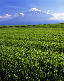 Mt Fuji-442 Royalty Free Stock Images Mt Fuji-442 Royalty Free Stock Images