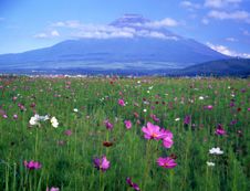 Mt Fuji-422 Stock Images Mt Fuji-422 Stock Images