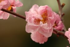Plum Blossom Royalty Free Stock Photos Plum Blossom Royalty Free Stock Photos