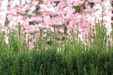 Hedge With Pink Flowers. Stock Image Hedge With Pink Flowers. Stock Image