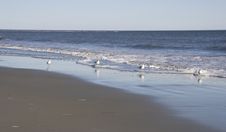 Four Gulls In The Surf Stock Photo