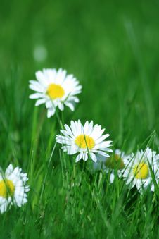 Cute Daisies And Green Grass Royalty Free Stock Image Cute Daisies And Green Grass Royalty Free Stock Image