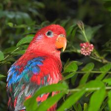 Red Lory Royalty Free Stock Photo Red Lory Royalty Free Stock Photo