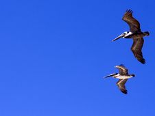 Two Pelicans Royalty Free Stock Photo