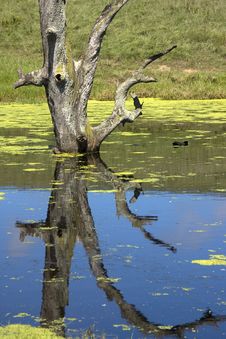 Tree Standing In Water Stock Photo