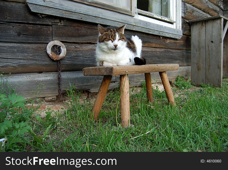 Countryside sleeping on a stool cat. Countryside sleeping on a stool cat