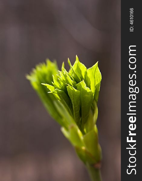 Green petals bloom macro close up at sunlight