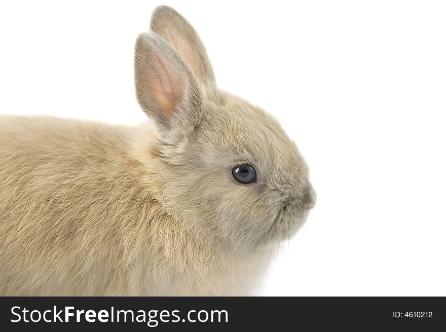 Baby Of Netherland Dwarf Rabbit