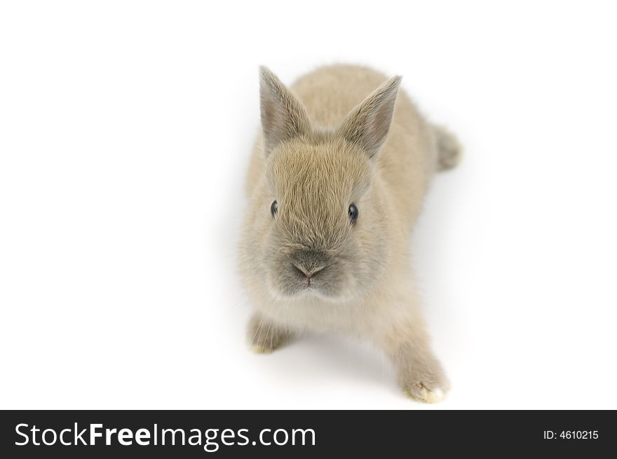 Baby of Netherland dwarf rabbit