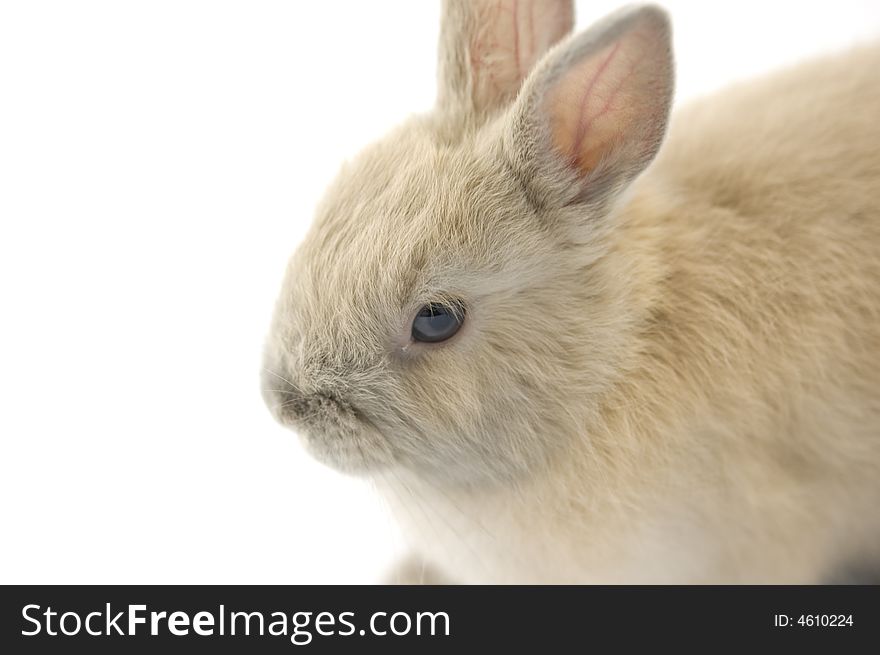 Baby Of Netherland Dwarf Rabbit