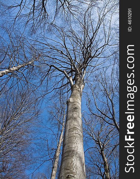 Beech treetop under the blue sky at the sunlight