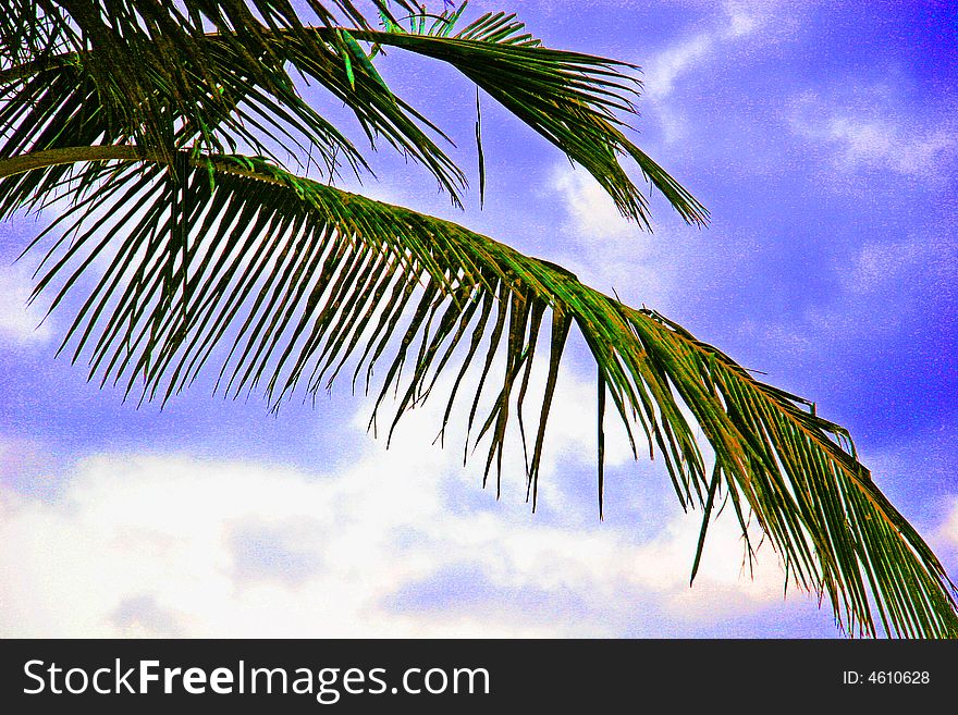 Leafs of a palm tree against blue sky