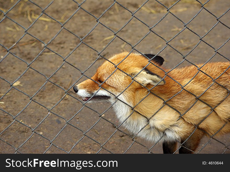 Wild red fox behind the bars looking around