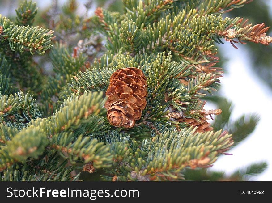 A close up shot of a pine cone and pine needles