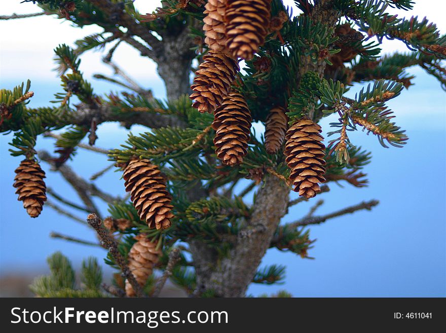 Pine cones on a spruce tree