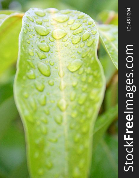 Drops on a leaf - Reunion Island