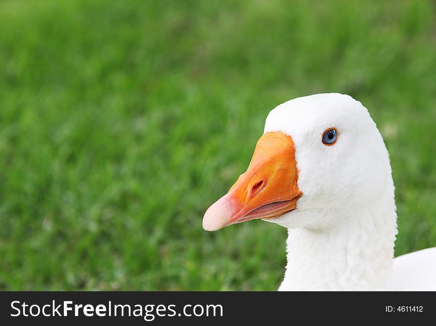 Blue Eyed White Goose