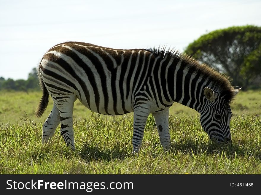 A zebra eating grass in a game park in Port Elizabeth, South Africa. A zebra eating grass in a game park in Port Elizabeth, South Africa