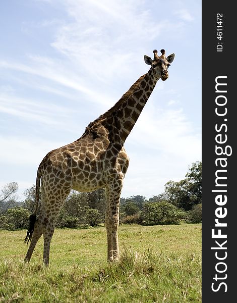 A side profile of a giraffe standing in game park in South Africa. A side profile of a giraffe standing in game park in South Africa.