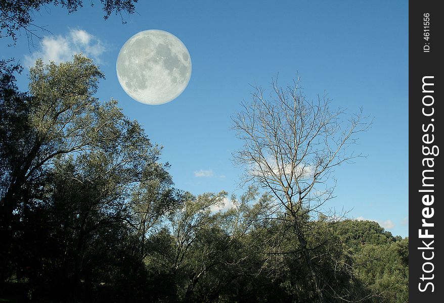 Winter tree and day fullmoon