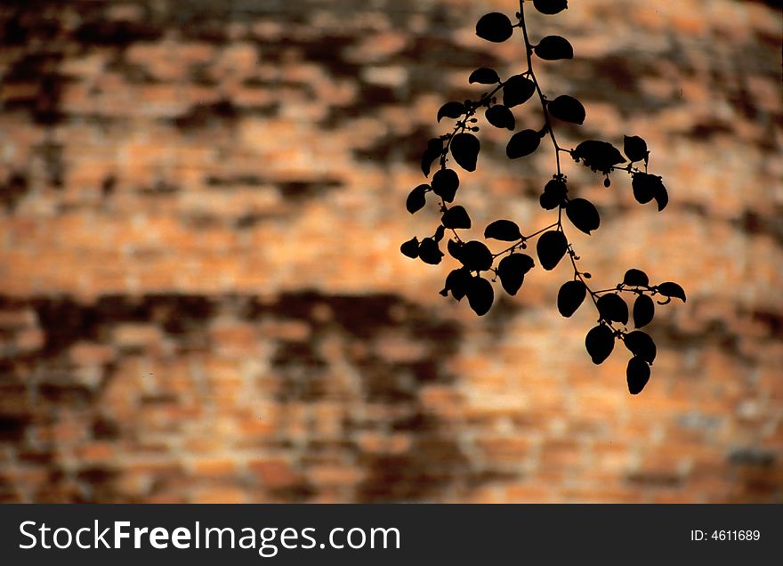 Branch in front of brick wall