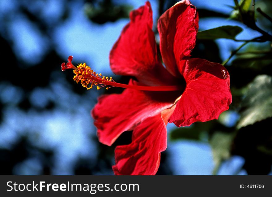 Red blossom of Hibiscus