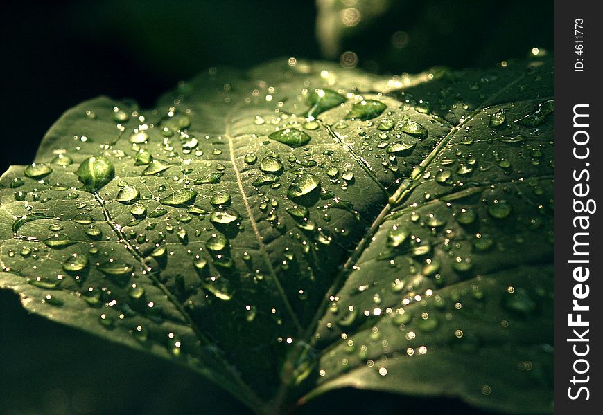 Green leaf detail after rain