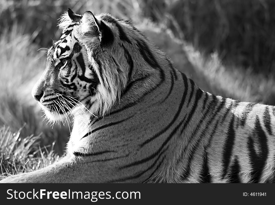 Sumatran Tiger in black & white profile