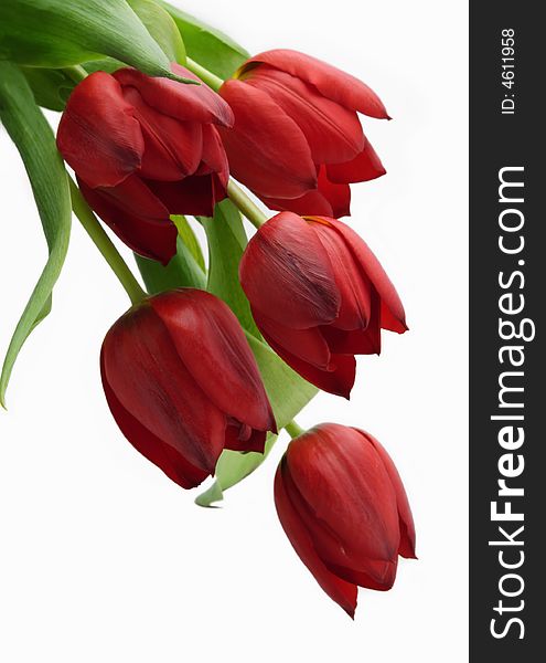 Diagonal bouquet red tulips fresh isolated color image