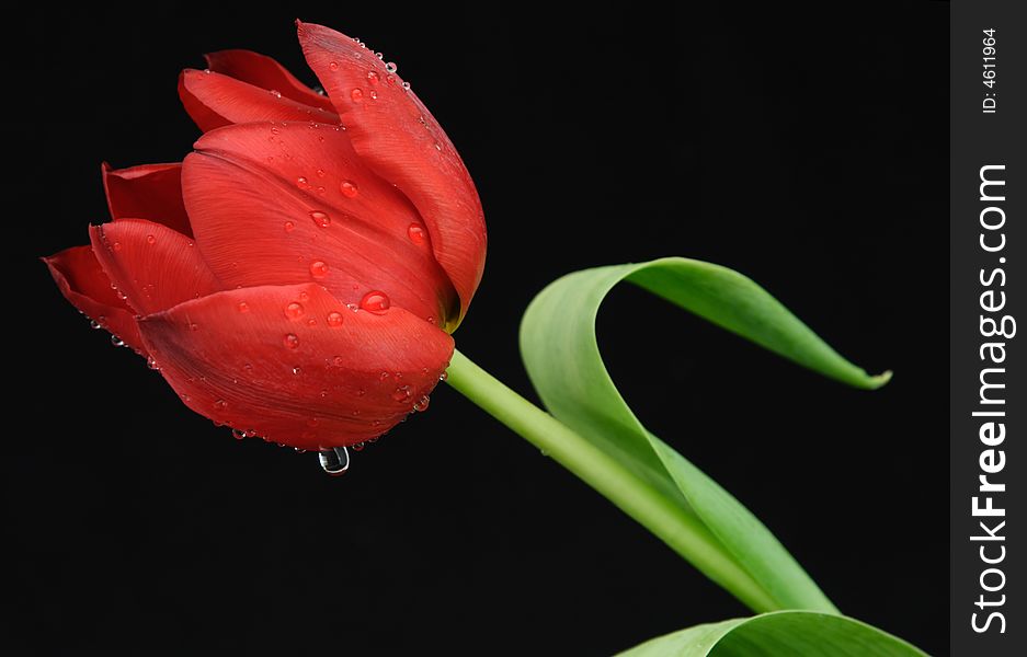 One red tulip fresh black background drops dew. One red tulip fresh black background drops dew