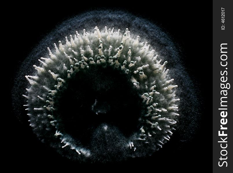 Close-up of a Penicillium colony on black background. Close-up of a Penicillium colony on black background.