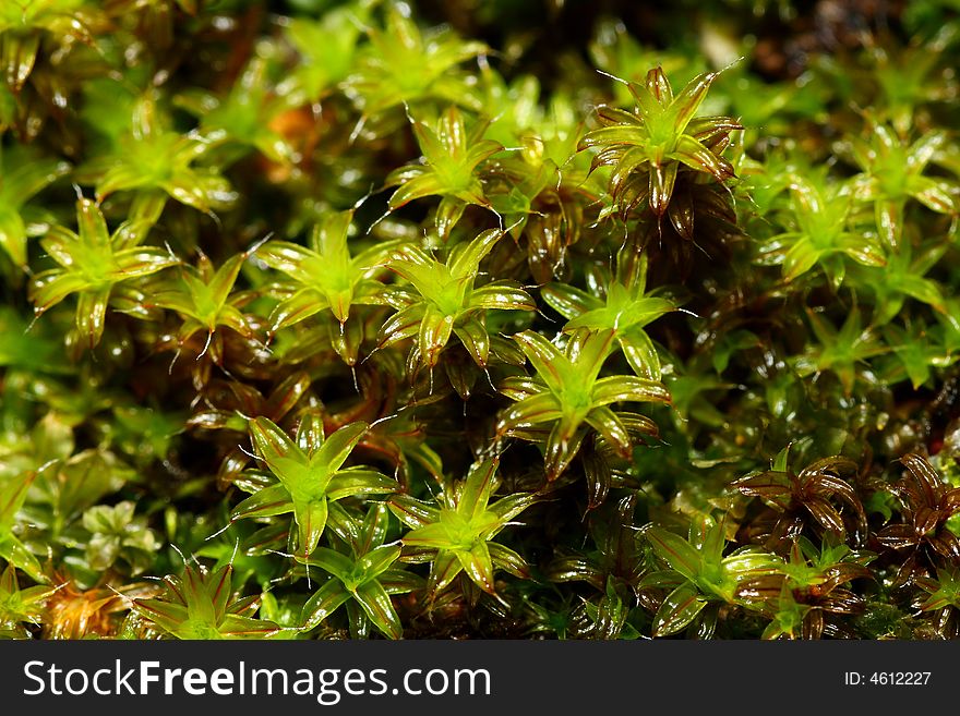 Natural green moss close-up texture