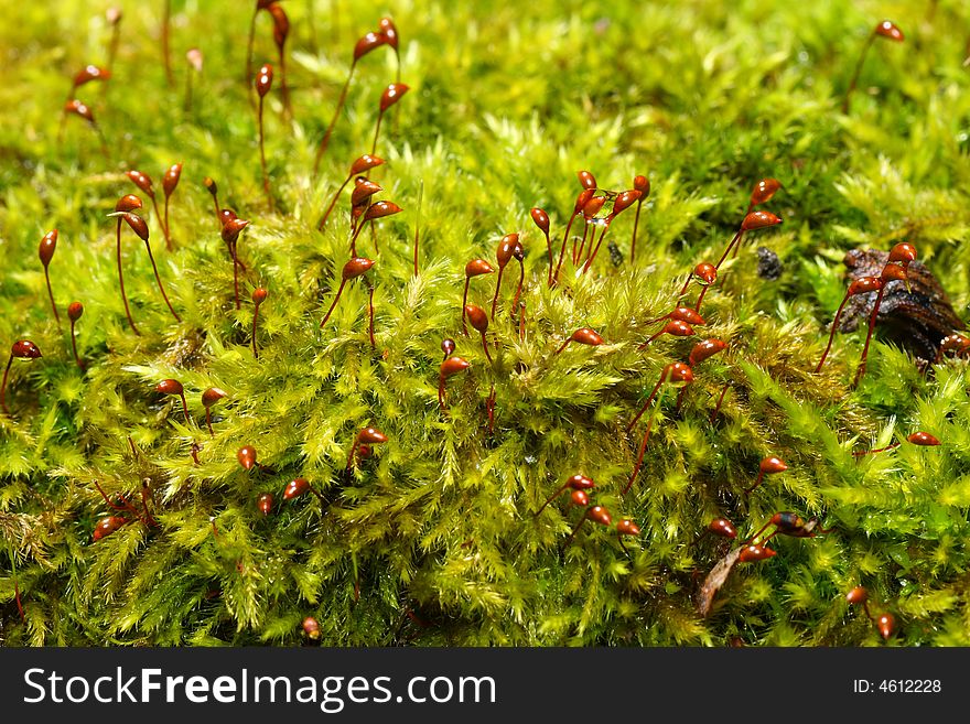 Natural green moss close-up texture