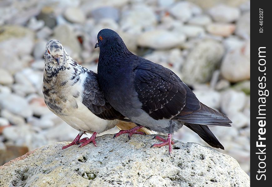 A Couple of the Pigeons on the Boulder Stone